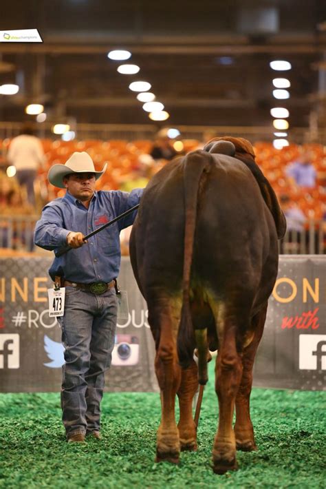 What an impressive 2016 HLSR Brahman Bull Show! See all images at http://bit.ly/1L6Ppya. # ...