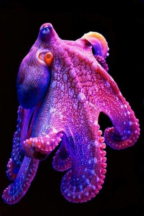 Beautiful octopus i def will have this tattooed soon | Ocean creatures, Ocean pictures, Animals ...