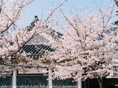 2020 Jeju Cherry Blossoms and Canola Flowers Tour (March 24 to April 12) tours, activities, fun ...