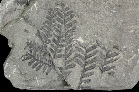 Carboniferous Fossil Fern (Lygenopteris) Plate - Poland (#111664) For Sale - FossilEra.com