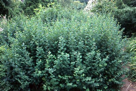 Symphoricarpos albus | Landscaping plants, Organic horticulture, California native landscape