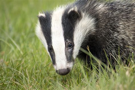 The latest victim of cruel badger baiting [warning: distressing images ...