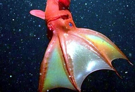 Vampire Squid – "OCEAN TREASURES" Memorial Library