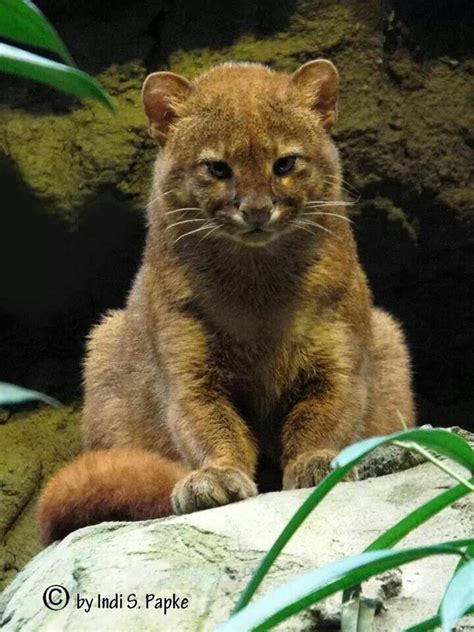 Jaguarundi Small Wild Cats, Small Cat, Big Cats, Cats And Kittens, Cats ...