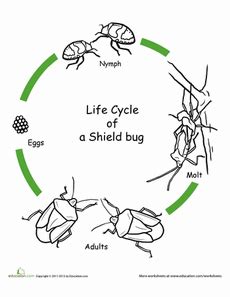 Color the Life Cycle: Shield Bug | Worksheet | Education.com | Life cycles, Cycle, Shield bugs