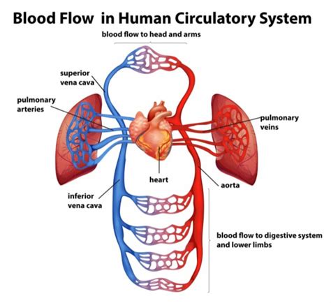 Explain the Adaptations of the Circulatory System Worksheet - EdPlace