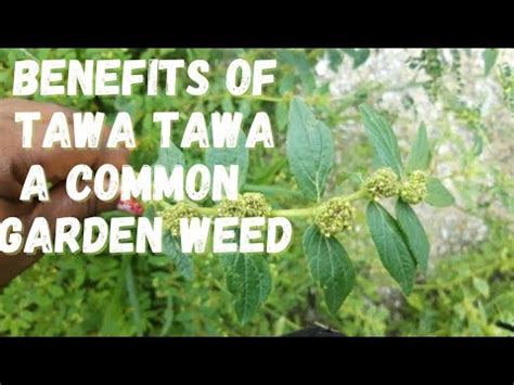 Surprising Benefits of Tawa Tawa An Unwanted Plant in Your Garden| Euphorbia Hirta Medicinal ...