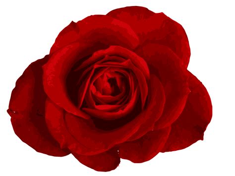 Rose PNG