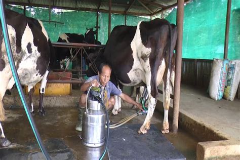 Milk Production: పాల వినియోగం పెరుగుతుంది.. పశువుల సంఖ్య తగ్గుతుంది ...