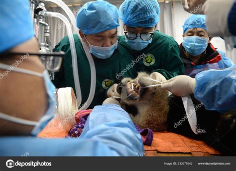 Captive Bred Giant Panda Xiaohetao Receives Checkup Being Released Wild ...