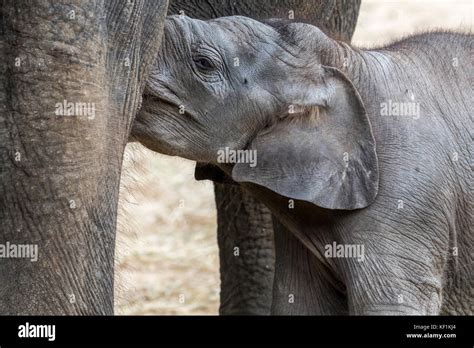 Asian elephant / Asiatic elephant (Elephas maximus) female / cow nursing cute three week old ...