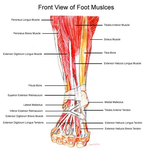 Peroneus Longus: Peroneus Longus Tear: Removal of Stitches