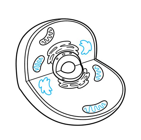 How To Draw Plant Cell Step By Step Plant Cell Drawing Draw Plant Cell - Bank2home.com