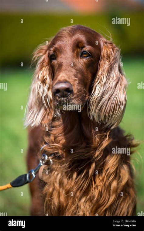 Irish Red Setter Stock Photo - Alamy