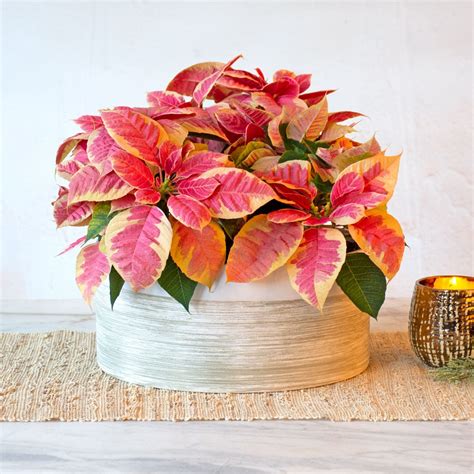 Marble Poinsettia Dish Garden Kit | White Flower Farm