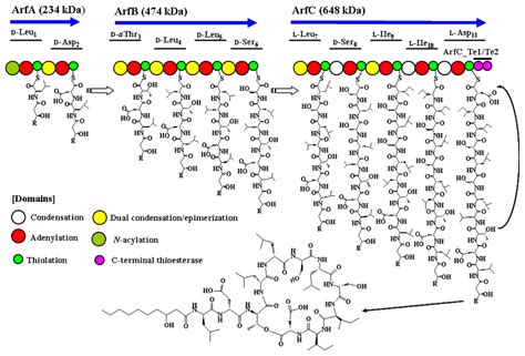 IJMS | Free Full-Text | Diversity of Nonribosomal Peptide Synthetases ...