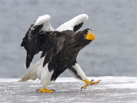 Steller's Sea-Eagle - eBird