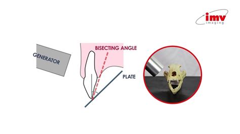 Veterinary Dental Radiography - Bisecting angle explained - YouTube