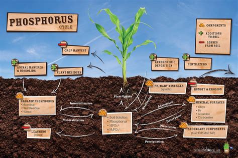 Phosphorus Cycle Poster – Nutrients for Life