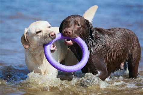 Labrador Retriever | Characteristics, History, & Facts | Britannica