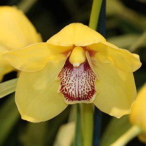Cymbidium Orchids - Varieties for sale | Nurseries Online