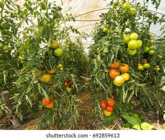 2,778 Tunnel Farming Images, Stock Photos & Vectors | Shutterstock