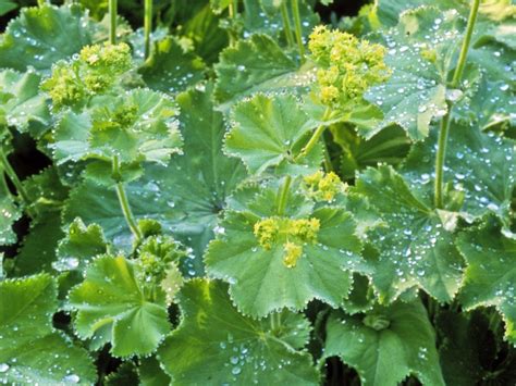 Tincture of Lady's Mantle (Alchemilla vulgaris)