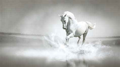 #4.3342, White, Horse, 4K Wallpaper PC Desktop