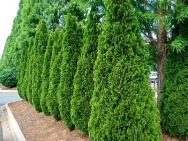 Best Deer-Resistant Trees & Shrubs | How to Choose Deer-Resistant Trees ...