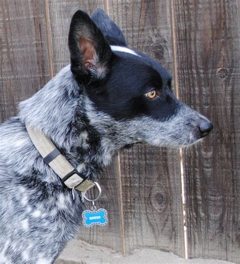 My baby, Rowdy.(: Blue heeler Queensland/Border Collie mix with gold ...