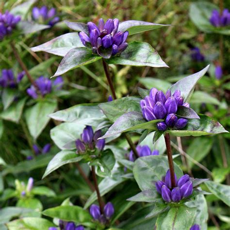 Closed gentian; meadow bottle gentian (Gentiana clausa) Seeds – Wild Seed Project