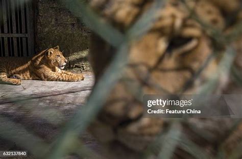 Tiger Lion Hybrid Photos and Premium High Res Pictures - Getty Images