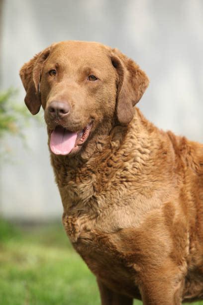 Royalty Free Chesapeake Bay Retriever Pictures, Images and Stock Photos - iStock