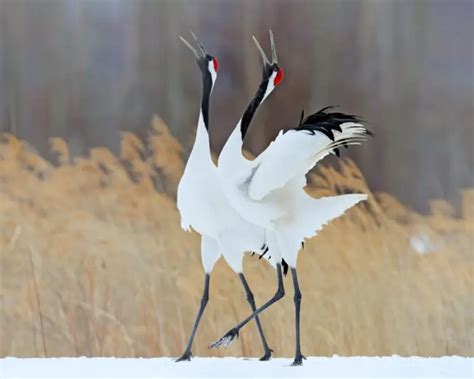 Red-Crowned Crane - Facts, Diet, Habitat & Pictures on Animalia.bio