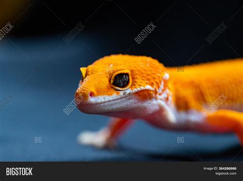 Leopard Gecko Lizard, Image & Photo (Free Trial) | Bigstock