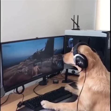 Gamer dog.https://ift.tt/2I0o4hZ | Dog games, Dogs, Funny animal pictures