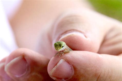 Baby Green Anole --->>> Anolis, auch Saumfingerechsen, ist eine Gattung kleiner bis mittelgroßer ...