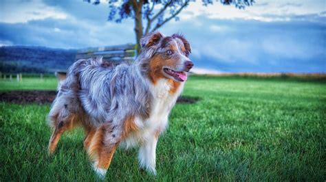 Australian Shepherd Grooming: The Essential Guide