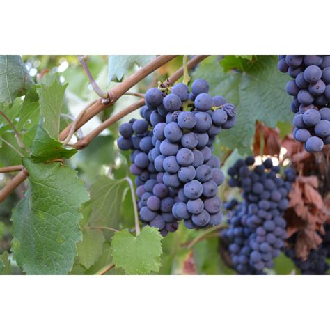 Black Grapes Plant – Chillatai