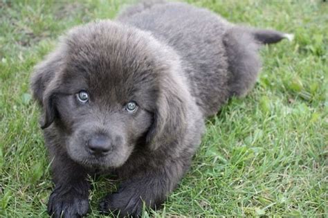 My adorable grey Newfoundland puppy! | My Future Life | Pinterest | Newfoundland, Grey and Puppys