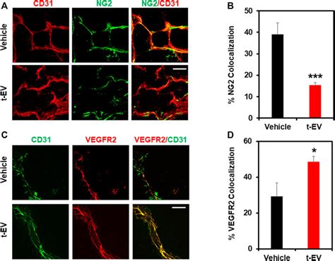 Frontiers | Tumor-Derived Extracellular Vesicles Induce Abnormal Angiogenesis via TRPV4 ...