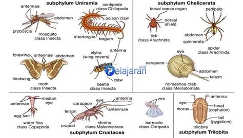 56+ Koleksi Cemerlang Contoh Hewan Arthropoda Hewan Berbuku-buku