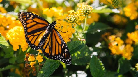 How to Give Monarch Butterflies a Head-Start This Spring | Blog | Nature | PBS