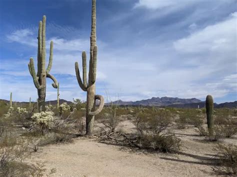 10 Best Hikes and Trails in Organ Pipe Cactus National Monument | AllTrails