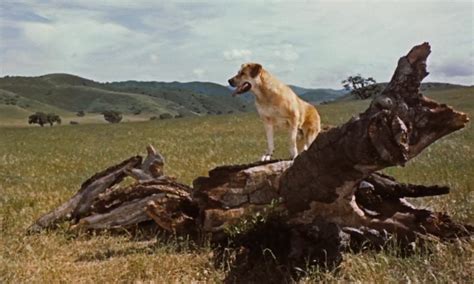 Old Yeller (1957)