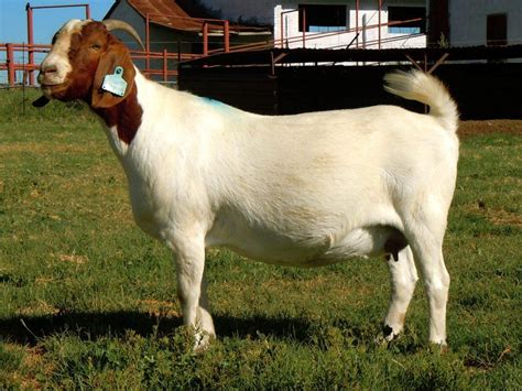 Boer Goat - Breeds List