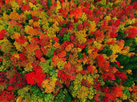 Vermont Fall Foliage I captured in Peacham VT - Album on Imgur | Fall color trees, Aerial images ...