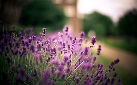 lavender fields wallpaper - HD Desktop Wallpapers | 4k HD