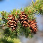 Oregon State Tree – Douglas Fir – 50States.com – 50states