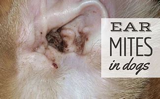 Ear Mites In Dogs: Symptoms, Treatment, Prevention & More